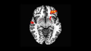 emotional maturation in the brain
