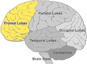 emotional cognition frontal lobe